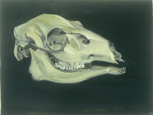DEER SKULL #?2 by Kenneth Showell