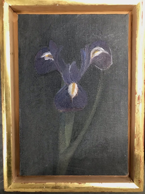 IRIS STANDARD PURPLE by Kenneth Showell