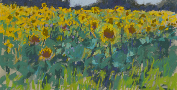 Sunflowers at Dan Youngs by carol strock wasson