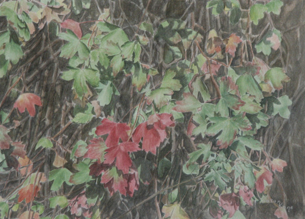 Golden Currant by Susan Kane