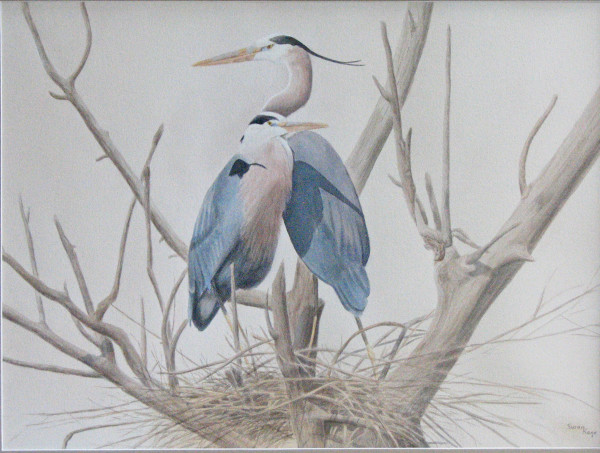 Nesting Great Blue Herons by Susan Kane