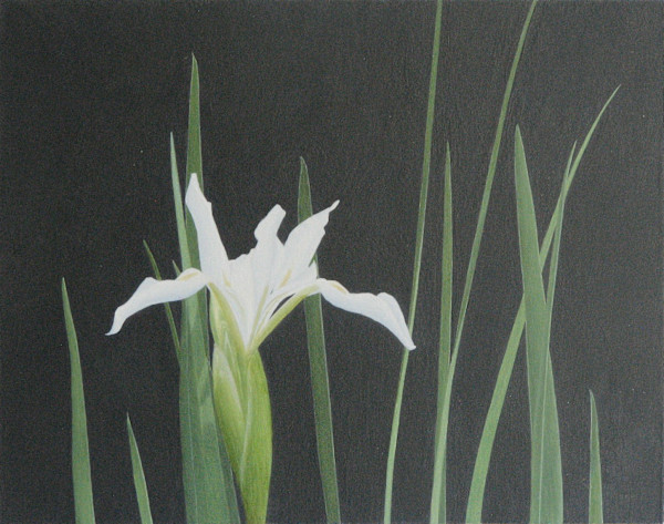 White Iris by Susan Kane, Image 1.