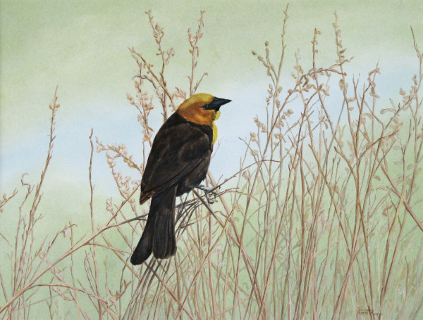 Yellow-Headed Blackbird by Susan Kane