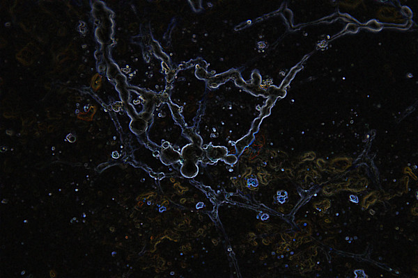 viruses_5_tcvclf_1