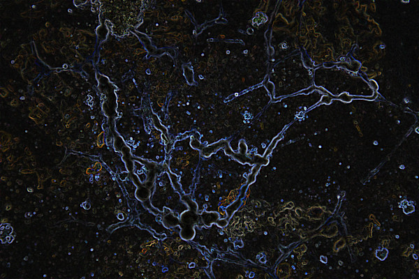 viruses_6_uo8cpo_0