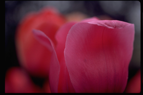 Untitled (Tulips)