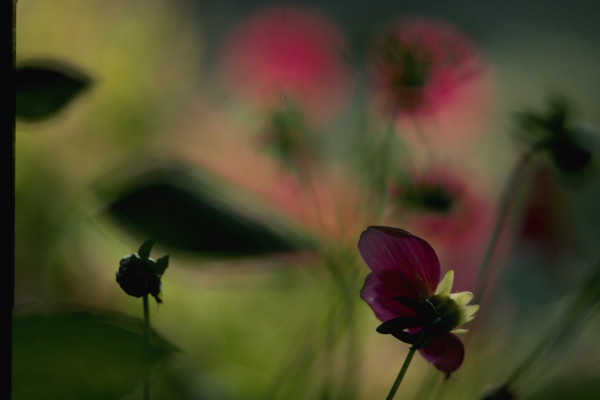 Untitled (Cosmos)