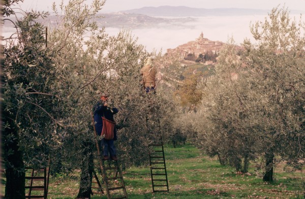 Untitled (Olive grove ladders)