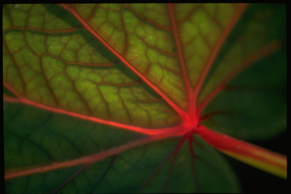 Untitled (Red veined leaf)