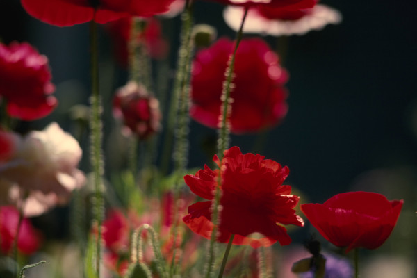 Untitled (Poppies)