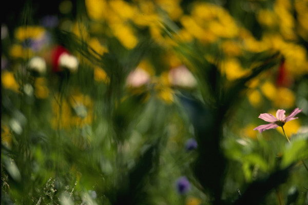 Untitled (Yellow Flowers)