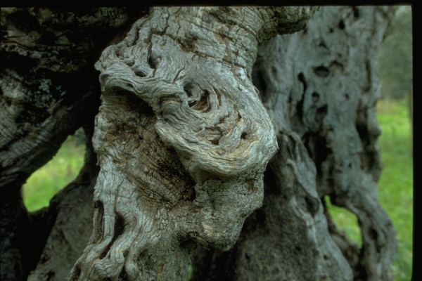 Untitled (Olive tree)