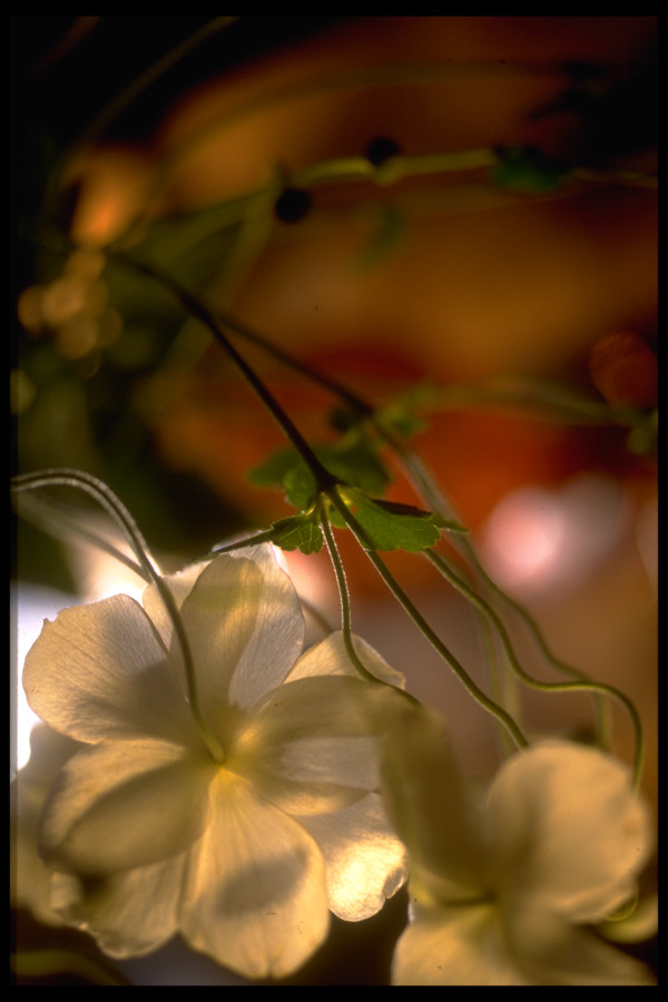 White anemones by Kay Chernush