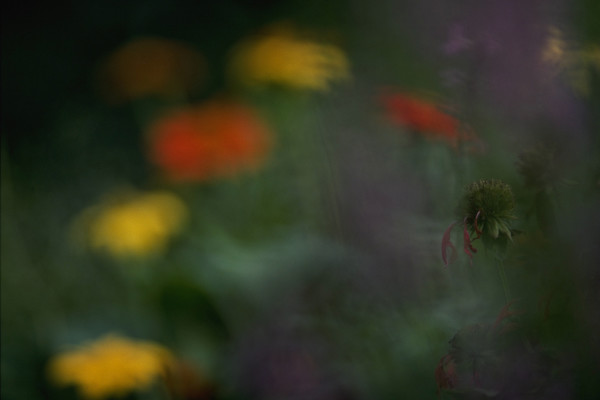 Untitled (Echinacea with orange and yellow flowers)