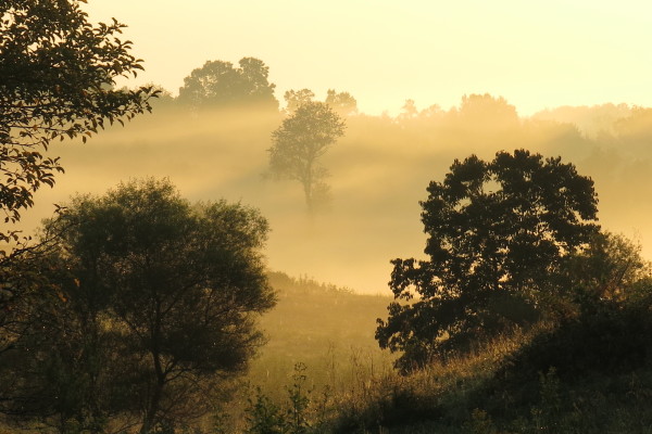 Untitled (trees and mist, close)