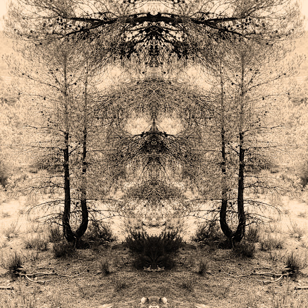 Hidden Creature 03 by Katie Hagen (Kat), Image 7.