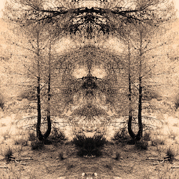 'Wild Things' nr 3 by Katie Hagen (Kat)