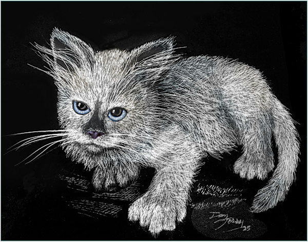 Purrl Ragdoll Scratchboard by Dan Terry