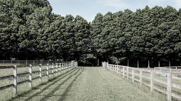 Ackling Dyke Walk by Richard Gregory, Image 1.