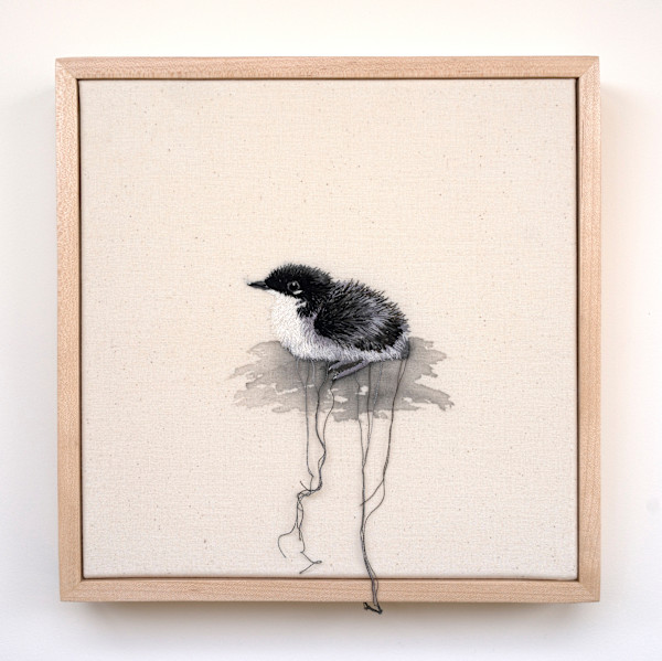 Scripps's Murrelet Chick by Michelle Robinson, Image 1.