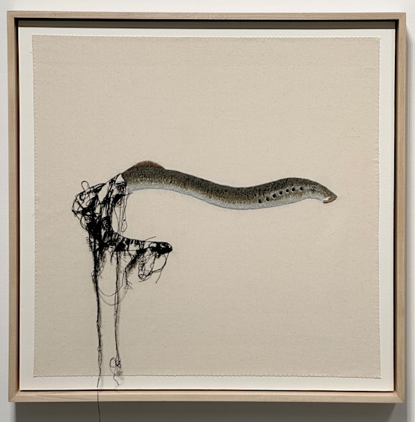 Pacific Lamprey (threatened) by Michelle Robinson