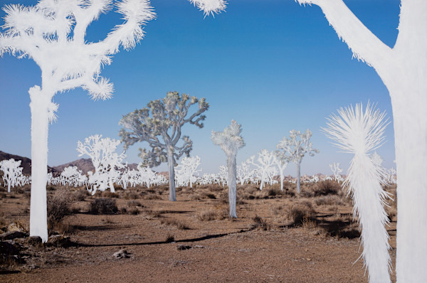 Ghosts 3 (yucca brevifolia) by Michelle Robinson