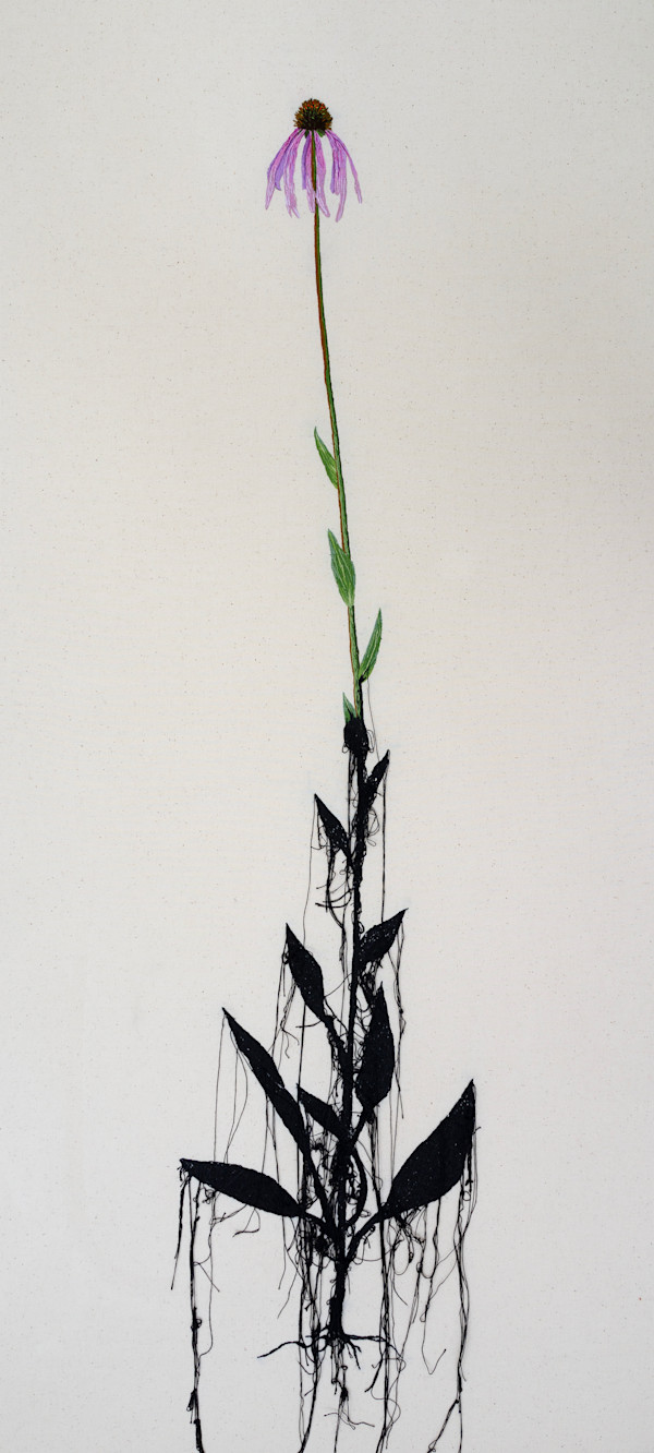 Smooth Purple Coneflower (imperiled s2) by Michelle Robinson