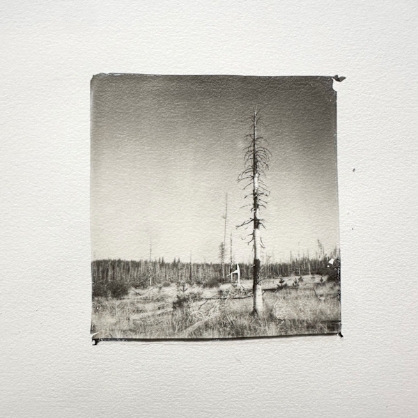 FS Road 2823 Aug 6, 2_33 PM (lone) by Michelle Robinson