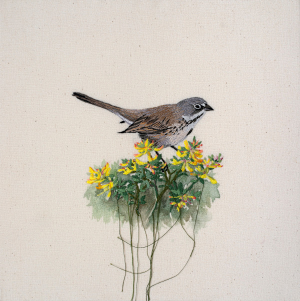 San Clemente Bell's Sparrow and Island Lotus by Michelle Robinson, Image 1.
