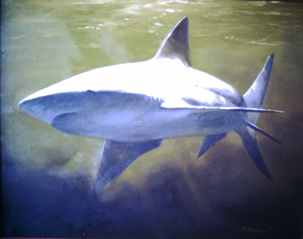 Shark by David Solomon