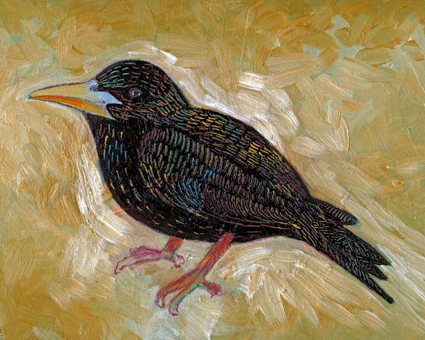 Starling by Sarah Stone