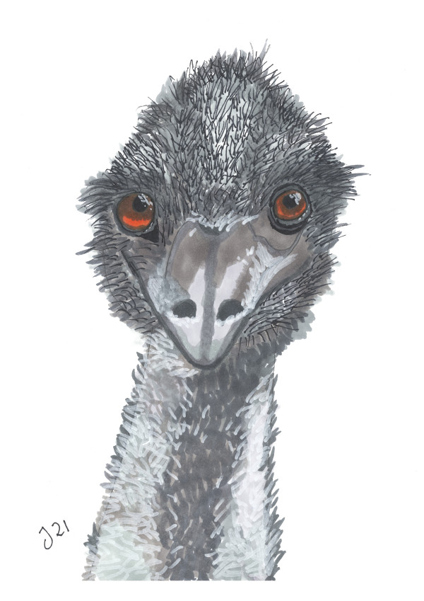 Dromaius the Emu
