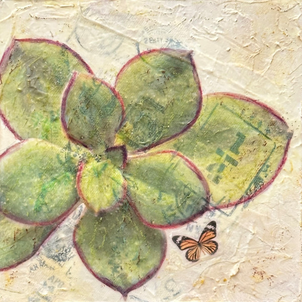 Painted Echeveria (Echeveria nodulosa) by Judith Monroe
