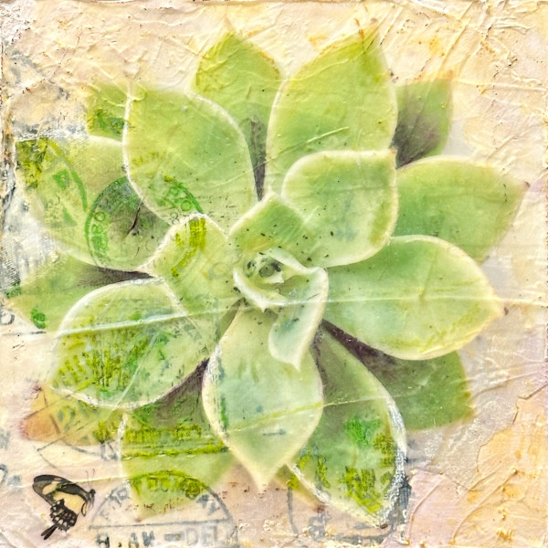 Marybell (Echeveria 'Louise') by Judith Monroe