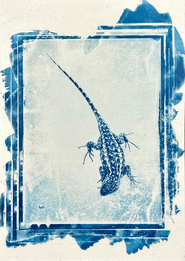 Blue Belly by Judith Monroe