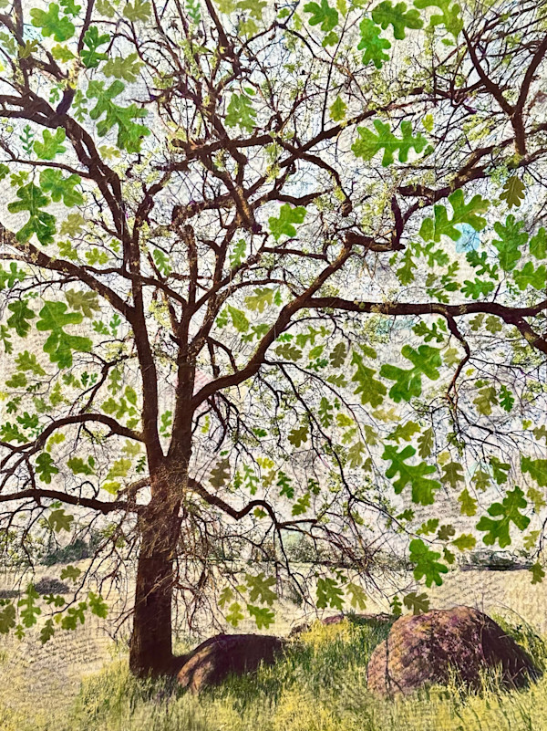 New Mercies by Judith Monroe