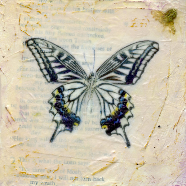 Butterfly Collection #20 by Judith Monroe
