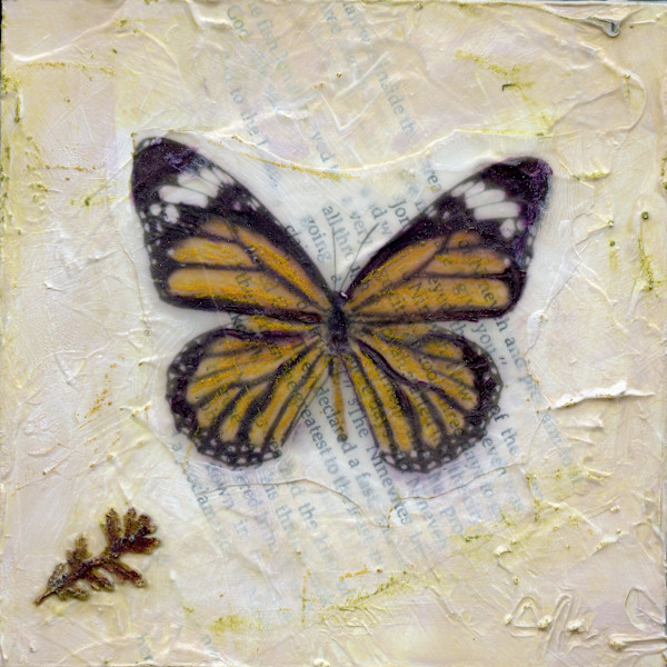 Butterfly  Collection #23 by Judith Monroe