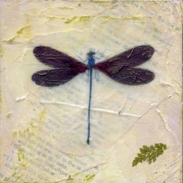 Entomology #8 by Judith Monroe