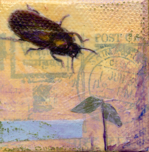 Black Beetle #1 by Judith Monroe