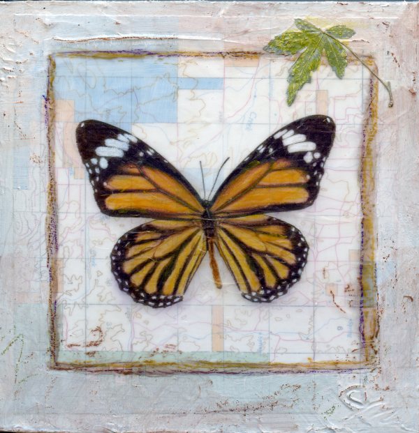 Butterfly Collection #10 by Judith Monroe