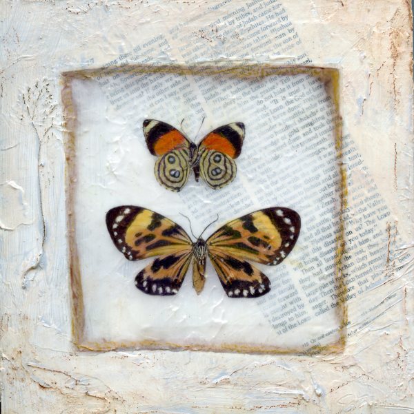 Butterfly Collection #1 by Judith Monroe
