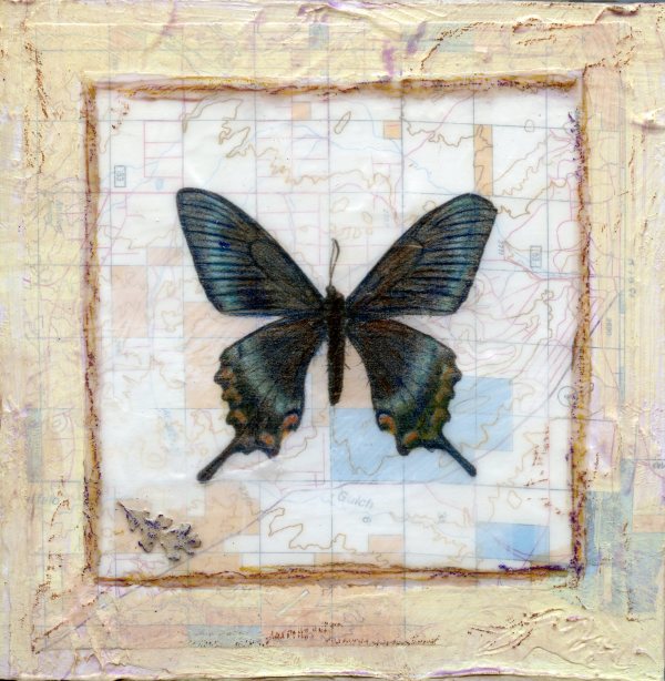 Butterfly Collection #5 by Judith Monroe
