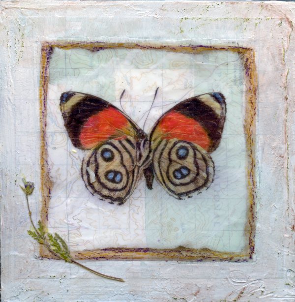 Butterfly Collection #6 by Judith Monroe