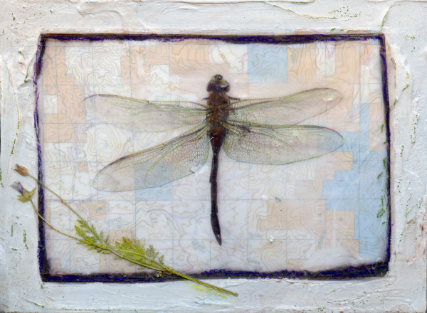 Entomology #2 by Judith Monroe