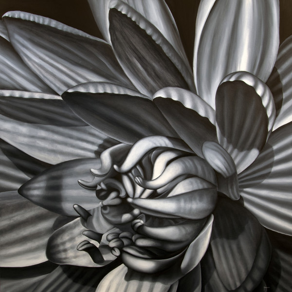 Black and White Waterlily by Juan Bernal