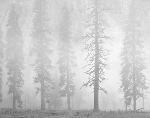 Pines, Dusk, El Capitan Meadow, Yosemite 1986 by Charles Cramer