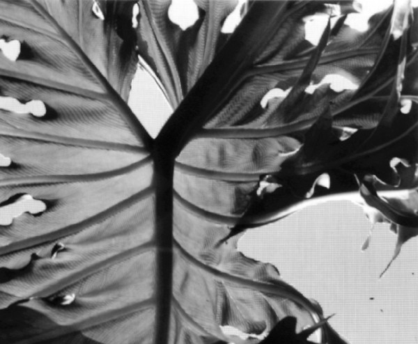 Leaf Against Screen by George Cuddeback