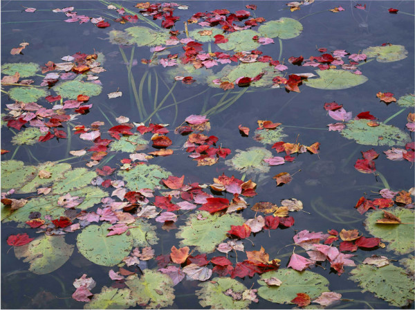 Maple Leaves and Lillypads,  Long Pond, Acadia, Maine 2000 by Charles Cramer
