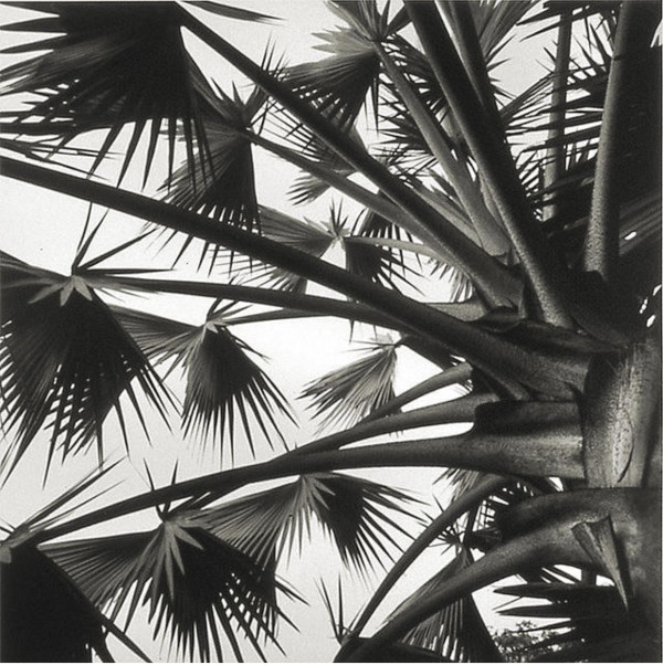 Palm Sky by Joe Jurson